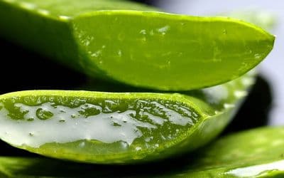 Aloe Vera - 3 Benefits Everyone Should Know