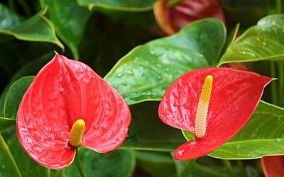 Anthurium: Red Flower as an Indoor Plant