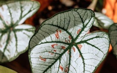 Caladium Bicolor