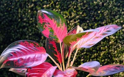 Chinese Evergreens Aglaonema