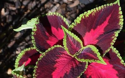 Coleus