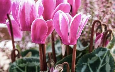 Cyclamen