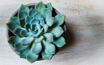 Echeveria