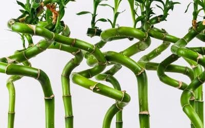 Lucky Bamboo - Dracaena Sanderiana