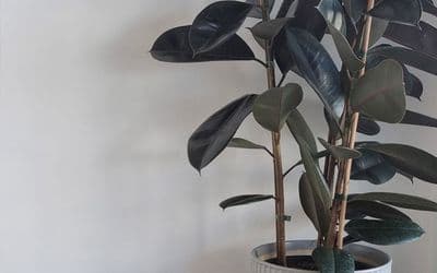 Rubber Tree Black Prince (Ficus elastica) - Benefits and Growing Tips