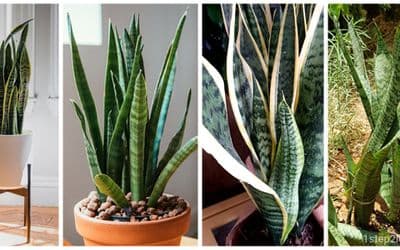 Snake Plant - Sansevieria - Everything You Need to Know