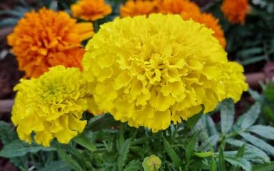 Tagetes Marigolds: Nature's Pest Controllers and Vibrant Garden Beauties