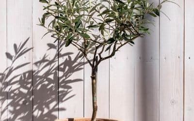 עצים למרפסת: עצים מומלצים לאדנית