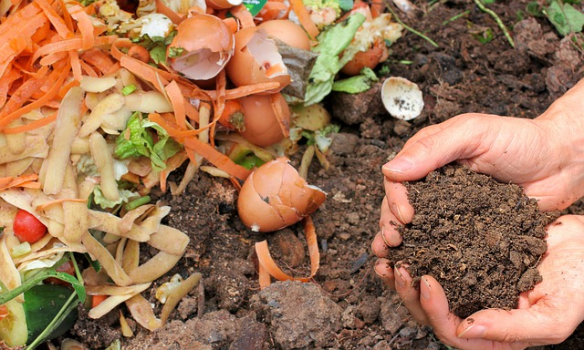 Food scraps compost