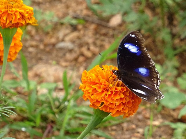 Butterfly pollinating a marigold flower