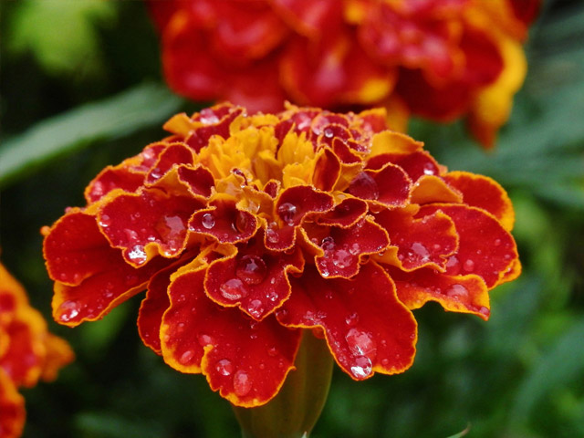 Marigolds