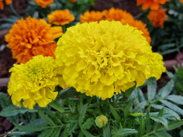 Tagetes Marigolds