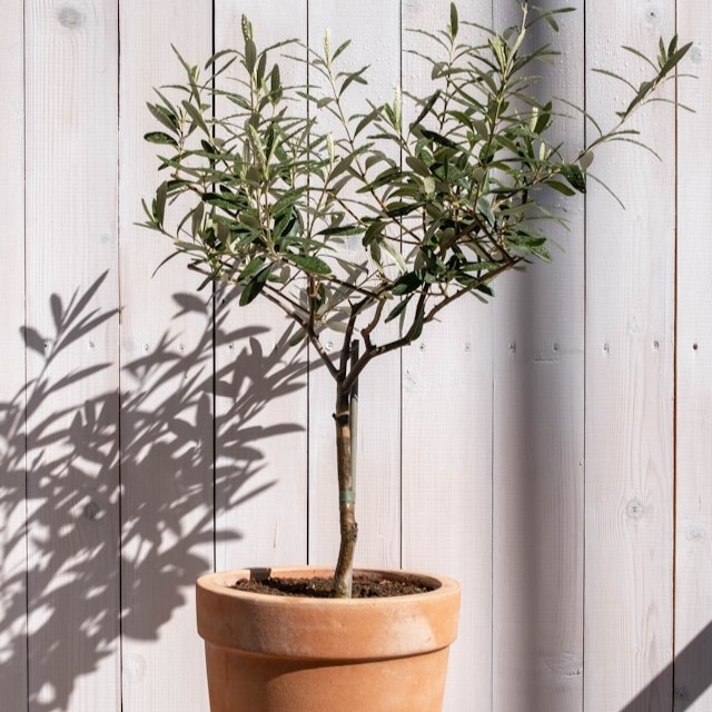 עץ זית באדנית