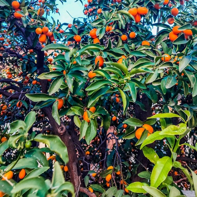 עץ קומקוואט