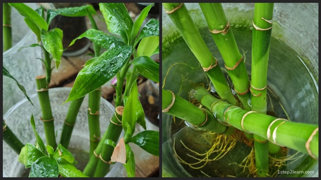 Lucky Bamboo Propagation Cuttings
