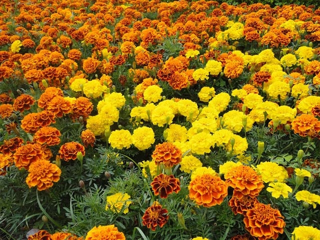 Marigolds field