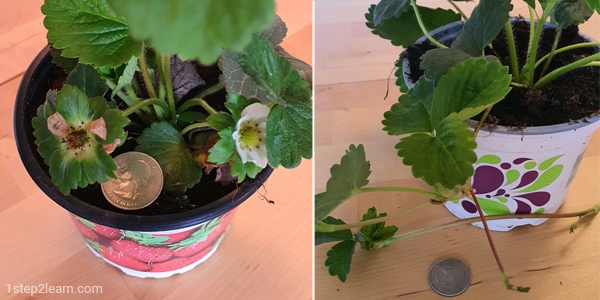 How To Grow Strawberries At Home   3 5 