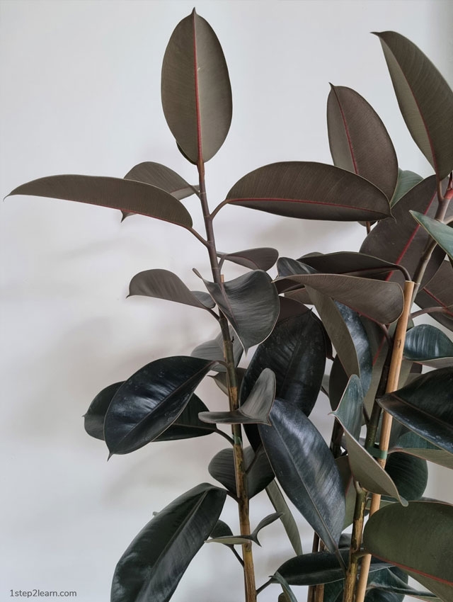Rubber Tree Black Light Requirements