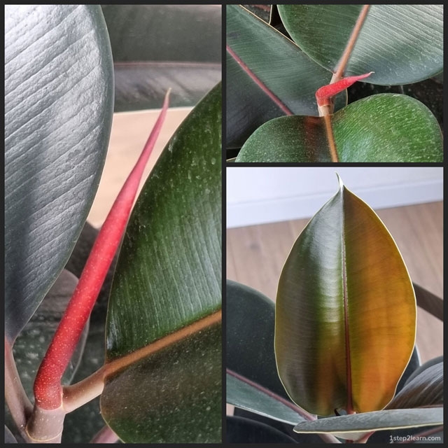 Rubber Tree Red-Edged